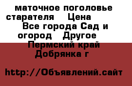 маточное поголовье старателя  › Цена ­ 3 700 - Все города Сад и огород » Другое   . Пермский край,Добрянка г.